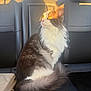 cat, long_haired_cat, tuxedo_cat, white_fur, gray_fur, amber_eyes, whiskers, tail, sitting, profile_view, car_backseat, leather_seat, headrest, sunlight, golden_hour, purse, cozy, pet, domestic_animal, animal_portrait