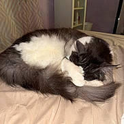 Loki participe au concours pour gagner de l'argent avec cette photo : cat, sleeping_cat, pet, indoor, bed, blanket, curled_up, fur, white_fur, black_fur, gray_fur, tail, paw, whiskers, cozy, bedroom, shelf, close_up, nap, resting