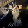 Loki participe au concours pour gagner de l'argent avec cette photo : cat, feline, pet, car_interior, passenger_seat, window, night, collar, surprised_expression, long_fur, whiskers, dashboard, gear_shift, side_mirror, reflective_glass, parking_sign, seat, portrait, yellow_eyes, white_fur