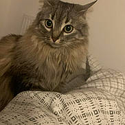 Kiara a rejoint le concours — aidez-le/la à gagner de superbes lots ! cat, feline, long_hair, green_eyes, whiskers, ears, fur, pet, indoor, bed, duvet, bedding, pattern, close_up, portrait, staring, cozy, domestic_cat, furniture, soft_lighting