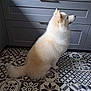 dog, white_dog, samoyed, pet, sitting, patterned_tiles, floor_tiles, kitchen, cabinets, drawer, fur, tail, looking_up, indoor, side_profile, paw, nose, home_interior, natural_lighting, portrait