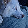 dog, husky, blue_eye, white_fur, pet, closeup, portrait, blanket, bed, nose, paw, fur, indoor, relaxed, sleepy, companion, domestic_animal, whiskers, laying_down, cute