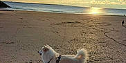 Luffy participe au concours pour gagner de l'argent avec cette photo : dog, white_dog, samoyed, beach, sand, ocean, sea, sunset, sky, clouds, sunlight, horizon, leash, harness, promenade, walking, pet, fluffy_fur, shore, outdoors