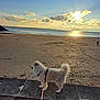 dog, white_dog, samoyed, beach, sand, ocean, sea, sunset, sky, clouds, sunlight, horizon, leash, harness, promenade, walking, pet, fluffy_fur, shore, outdoors