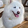 dog, samoyed, white_fur, fluffy, tongue_out, blue_eye, heterochromia, pet, indoor, wooden_table, smiling, portrait, fur, nose, collar, happy, mouth, ears, tabletop, domestic