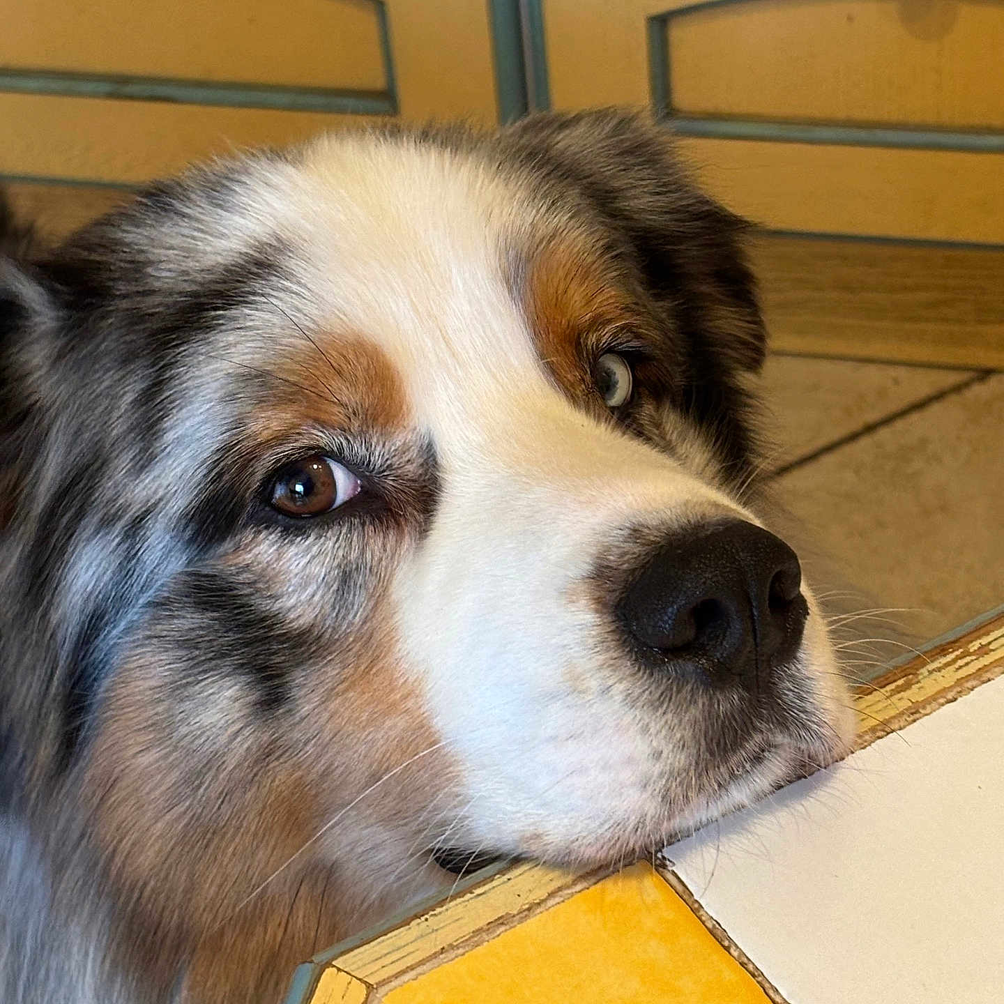 Snoopy participe au concours pour gagner de l'argent avec cette photo : animal_portrait, blue_eyes, brown_eyes, calm, close_up, curious, dog, domestic_animal, expression, fur, household, indoor, nose, pet, quiet, resting, snout, table, tile, wooden_cabinet