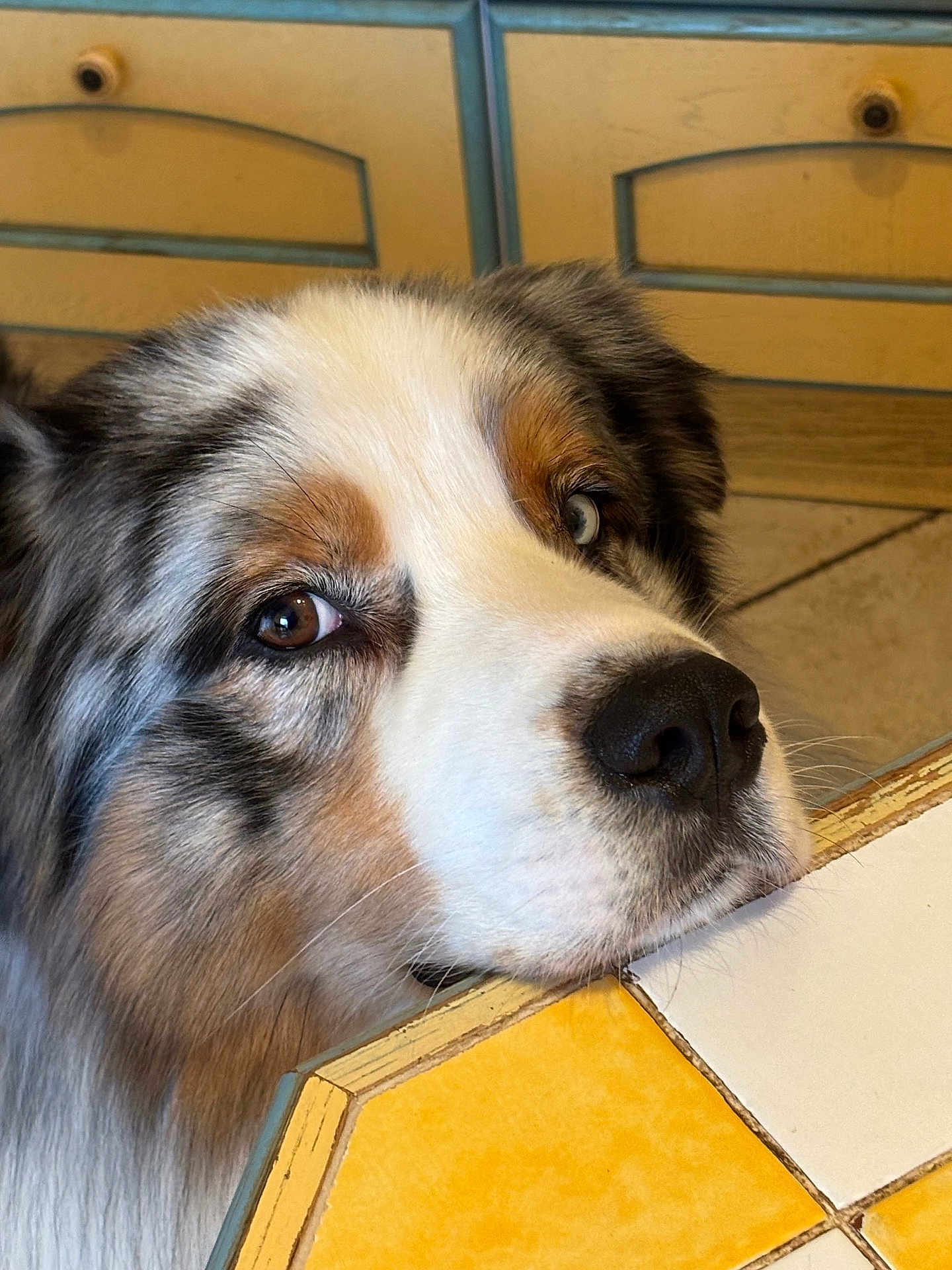 Snoopy participe au concours pour gagner de l'argent avec cette photo : dog, close_up, table, tile, brown_eyes, blue_eyes, fur, snout, nose, indoor, wooden_cabinet, resting, expression, curious, pet, domestic_animal, animal_portrait, household, quiet, calm