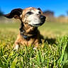 dog, canine, pet, animal, portrait, outdoor, grass, field, sky, blue_sky, sunlight, floppy_ears, brown_fur, black_nose, sitting, collar, nature, close_up, shallow_depth_of_field, playful
