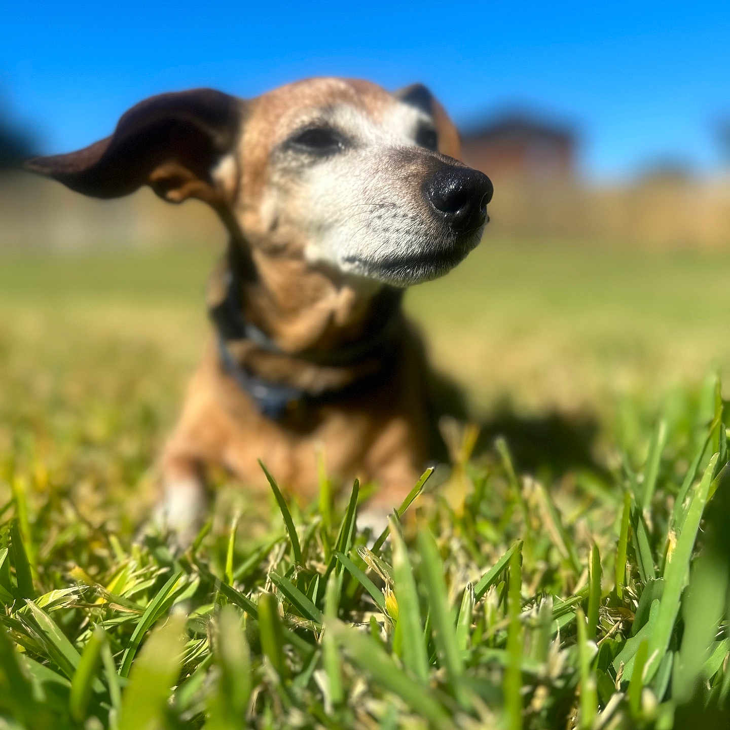 Sophie