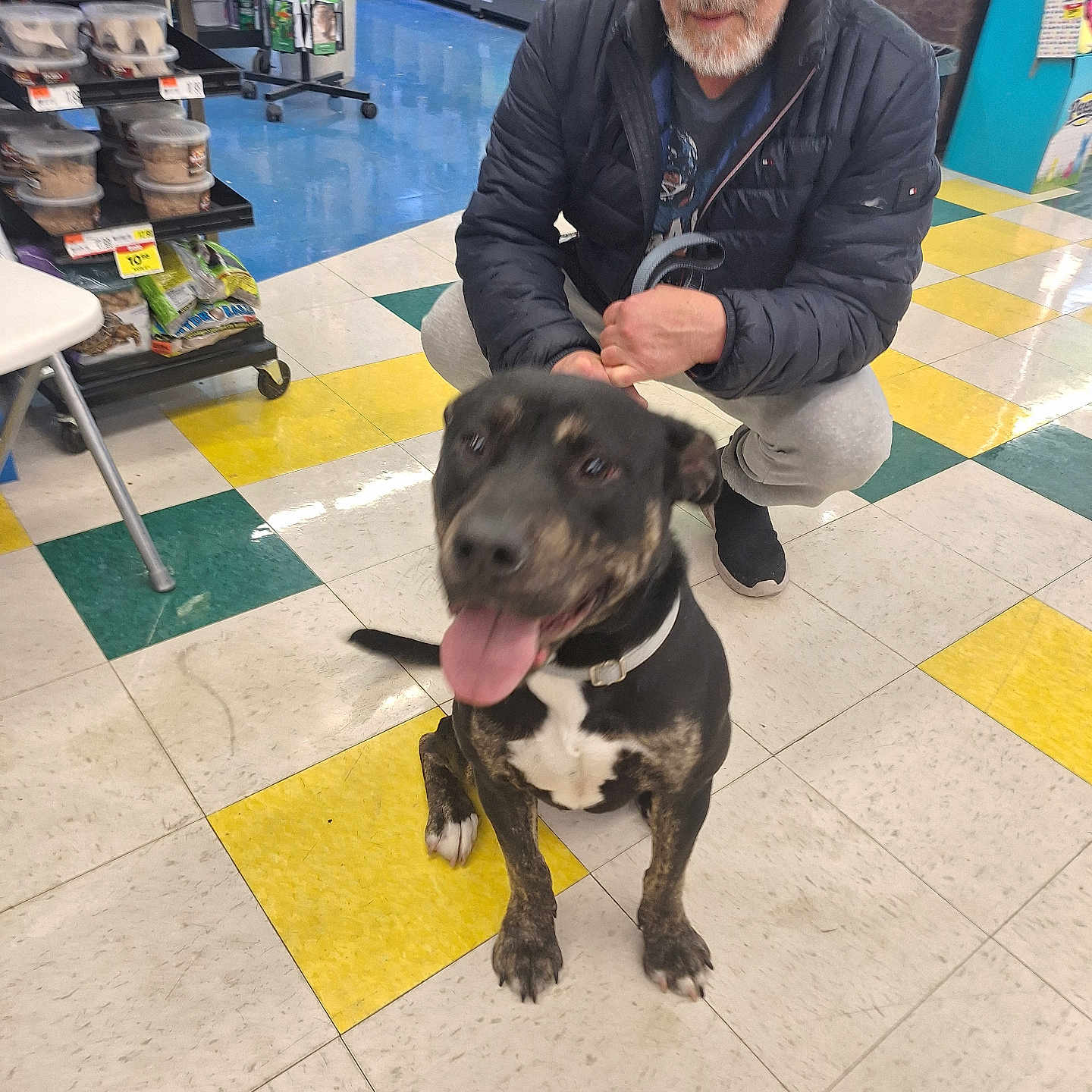 Harley joined the competition — help win amazing prizes! accessories, adult, animal, canine, clothing, coat, dog, footwear, hat, hound, male, man, pants, person, pet, plywood, shoe, shop, strap, wood