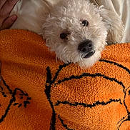 Dana is registered to the contest to win money with this photo: dog, white_dog, fluffy, towel, orange_towel, bed, hand, cozy, cute, pet, indoor, fur, resting, blanket, portrait, animal, canine, soft, relaxing, sleepy