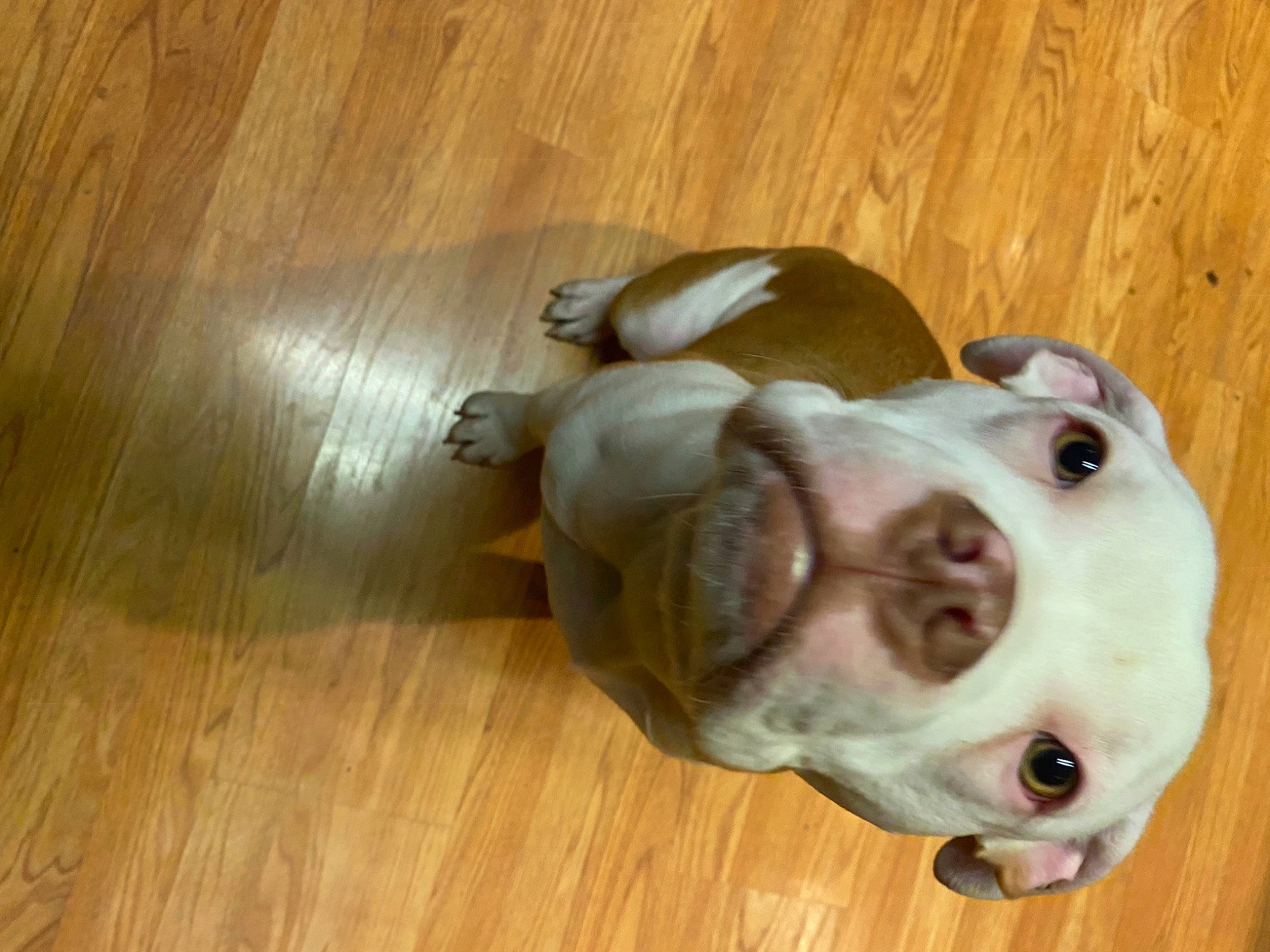 Kain joined the competition — help win amazing prizes! canidae, carnivore, companion_dog, dog, dog_breed, fawn, flooring, hardwood, laminate_flooring, liver, pet_supply, plank, snout, tail, varnish, whiskers, wood, wood_flooring, wood_stain, working_animal