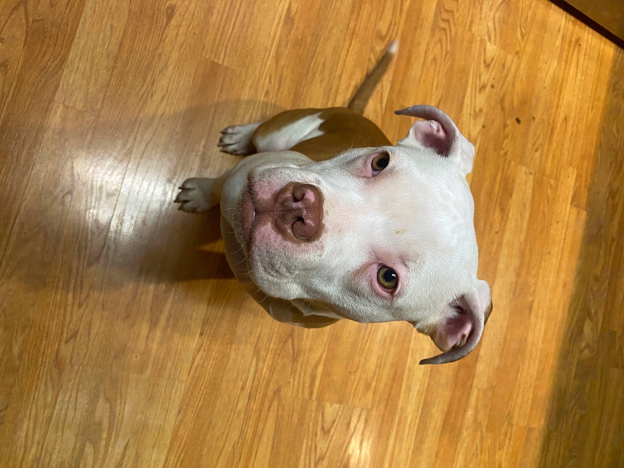 Kain is registered to the contest to win money with this photo: carnivore, collar, companion_dog, dog, dog_breed, dog_supply, eye, fawn, flooring, hardwood, pet_supply, plank, sporting_group, tail, terrestrial_animal, varnish, whiskers, wood, wood_stain, working_animal