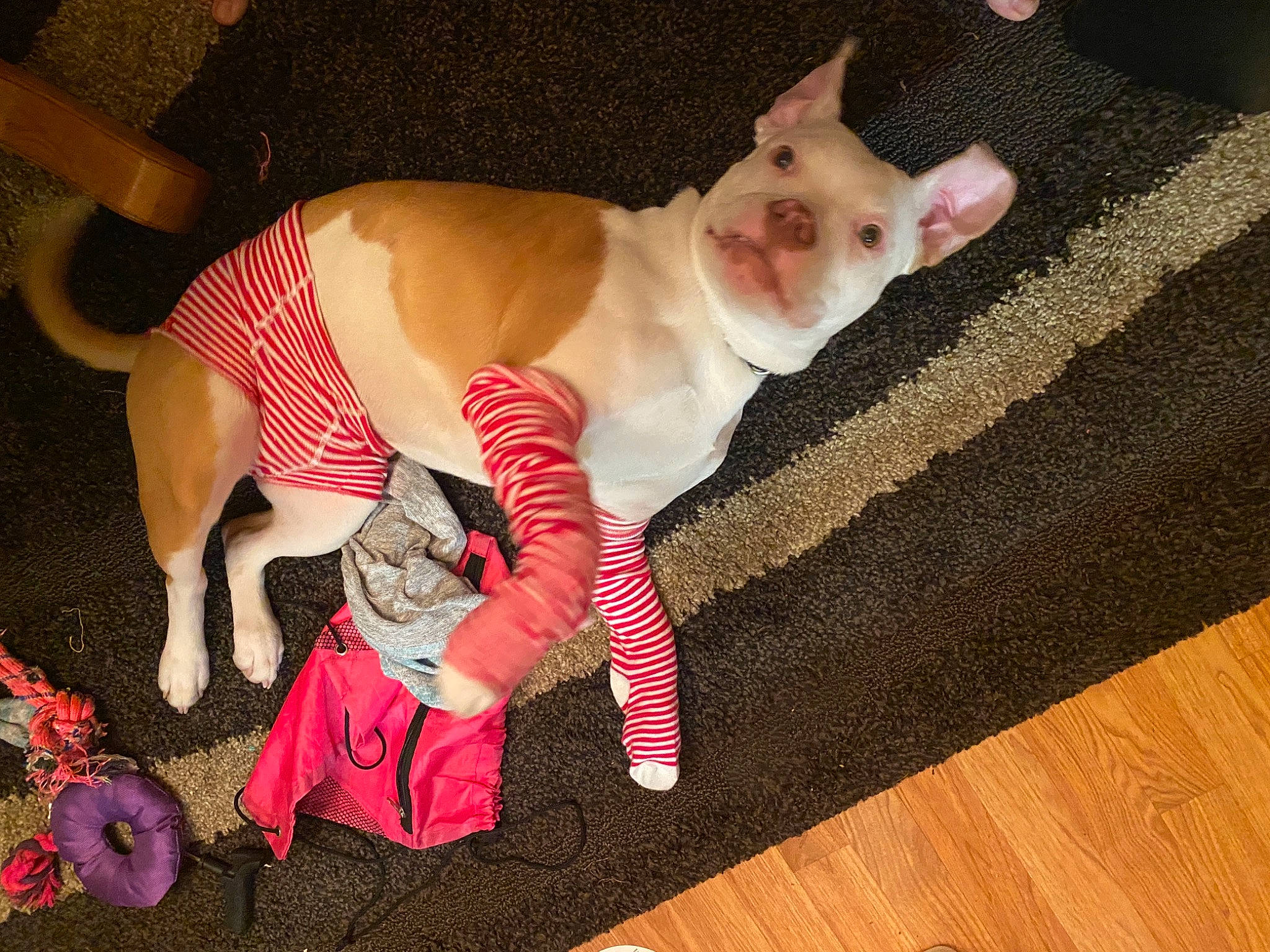 Kain joined the competition — help win amazing prizes! carnivore, chihuahua, comfort, companion_dog, dog, dog_breed, dog_clothes, dog_supply, fawn, felidae, flooring, pattern, pink, small_to_medium_sized_cats, snout, textile, toy, toy_dog, whiskers, wood