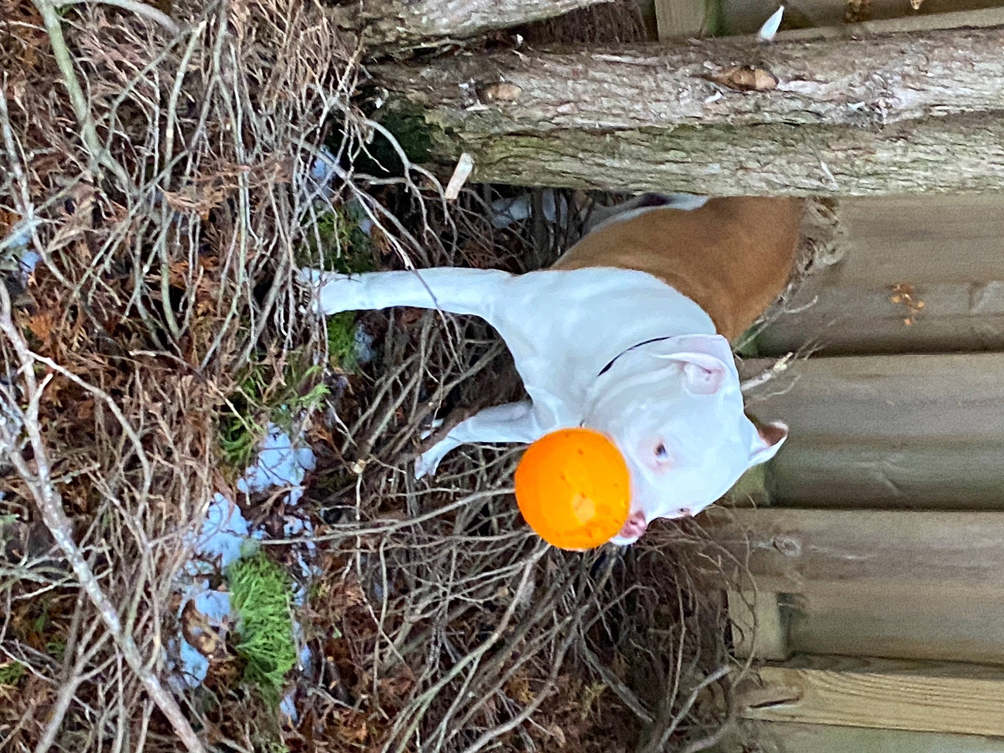 Kain joined the competition — help win amazing prizes! agriculture, bird_nest, bottle, citrus, egg, grass, hat, nest, orange, people_in_nature, scarecrow, soil, straw, toy, twig, winter_squash, wood