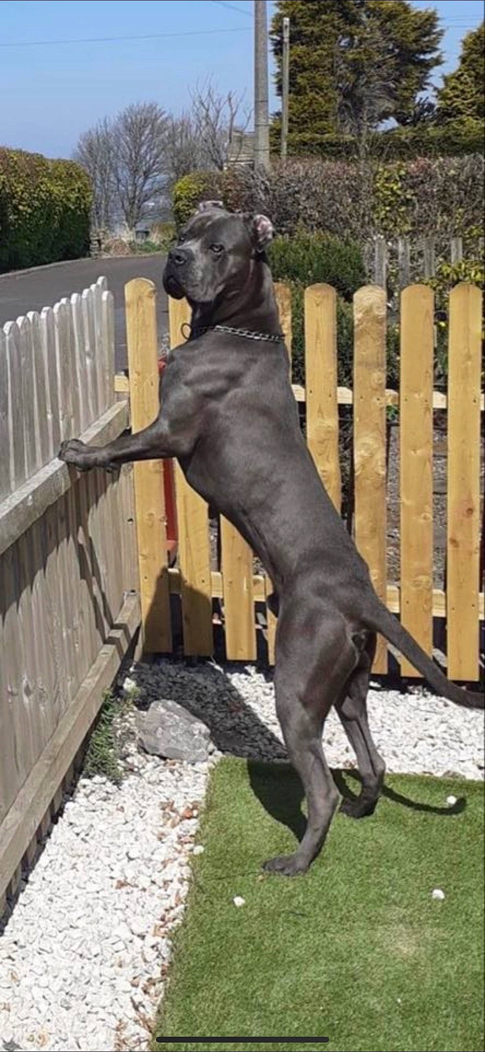 Bronx is registered to the contest to win money with this photo: alaunt, ancient_dog_breeds, bandog, cane_corso, canidae, canis_panther, carnivore, companion_dog, dog, dog_breed, fila_brasileiro, giant_dog_breed, great_dane, guard_dog, mammal, non_sporting_group, perro_de_presa_canario, sporting_group, vertebrate, working_dog
