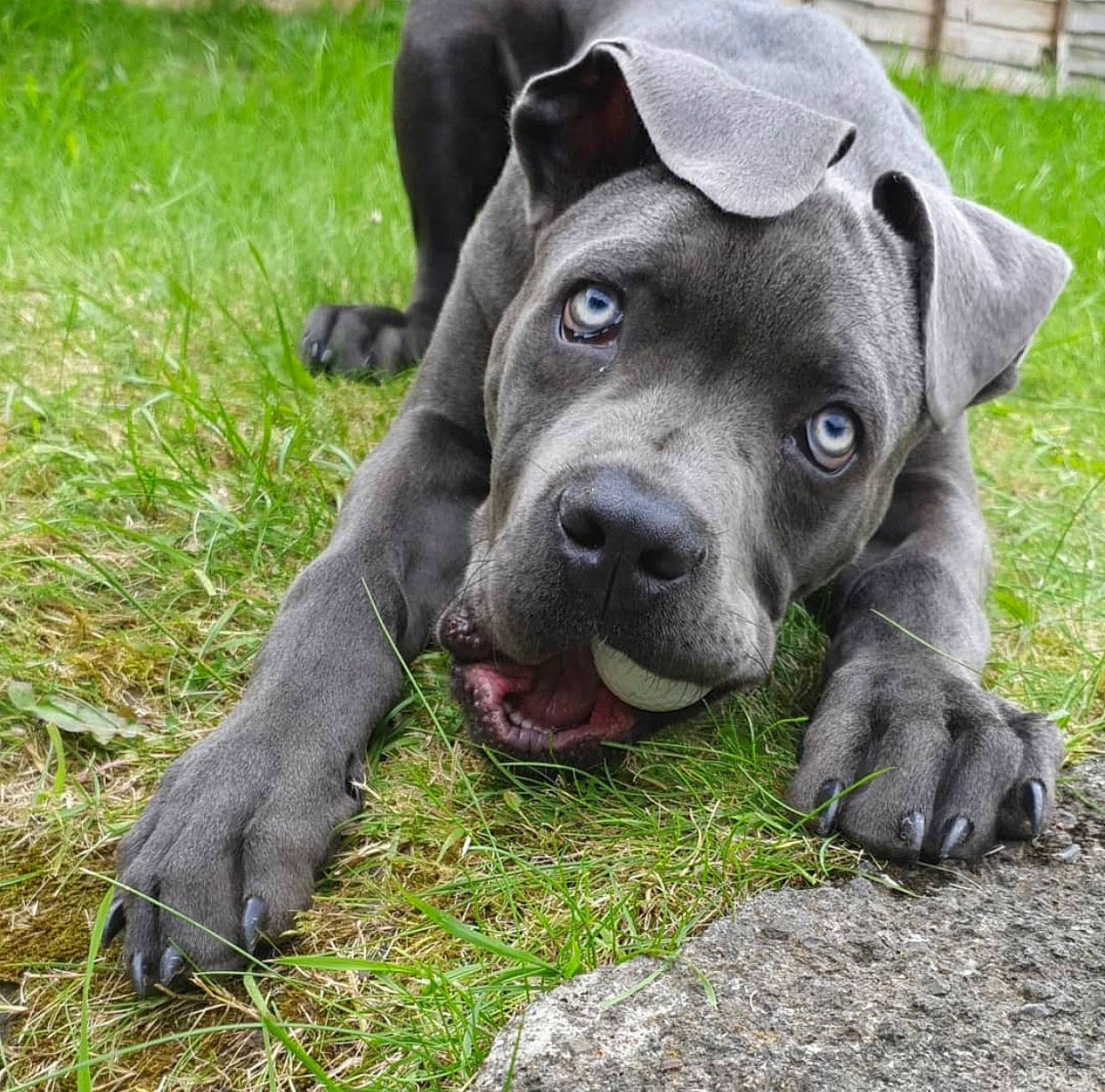 Bronx joined the competition — help win amazing prizes! alaunt, american_pit_bull_terrier, american_staffordshire_terrier, bandog, cane_corso, canidae, carnivore, companion_dog, dog, dog_breed, fawn, grass, mammal, molosser, non_sporting_group, pit_bull, puppy, snout, sporting_group, vertebrate