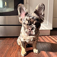 Frankie is registered to the contest to win money with this photo: dog, french_bulldog, puppy, brindle, big_ears, ears, face, close_up, sitting, hardwood_floor, kitchen, oven, cabinet, sunlight, shadow, pet, looking_at_camera, curious_expression, whiskers, indoor