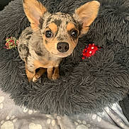 Myrtille a rejoint le concours — aidez-le/la à gagner de superbes lots ! animal, big_ears, blanket, companion, cozy, cute, dog, fluffy_bed, fur, gray_bed, indoor, looking_up, paw_prints, pet, puppy, red_toy, sitting, small_dog, spotted_fur, toy