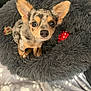 animal, big_ears, blanket, companion, cozy, cute, dog, fluffy_bed, fur, gray_bed, indoor, looking_up, paw_prints, pet, puppy, red_toy, sitting, small_dog, spotted_fur, toy