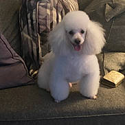 Remi joined the competition — help win amazing prizes! dog, poodle, white_dog, pet, couch, pillow, indoor, furniture, animal, fluffy, tongue_out, sitting, home, cozy, living_room, cute, companion, domestic_animal, relaxing, soft