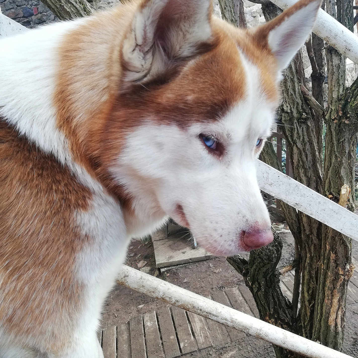 Smoke participe au concours pour gagner de l'argent avec cette photo : accessories, animal, canine, dog, eskimodog, flagstone, handrail, hound, husky, machine, path, pet, plant, puppy, strap, tree, treetrunk, walkway, whitedog, wood