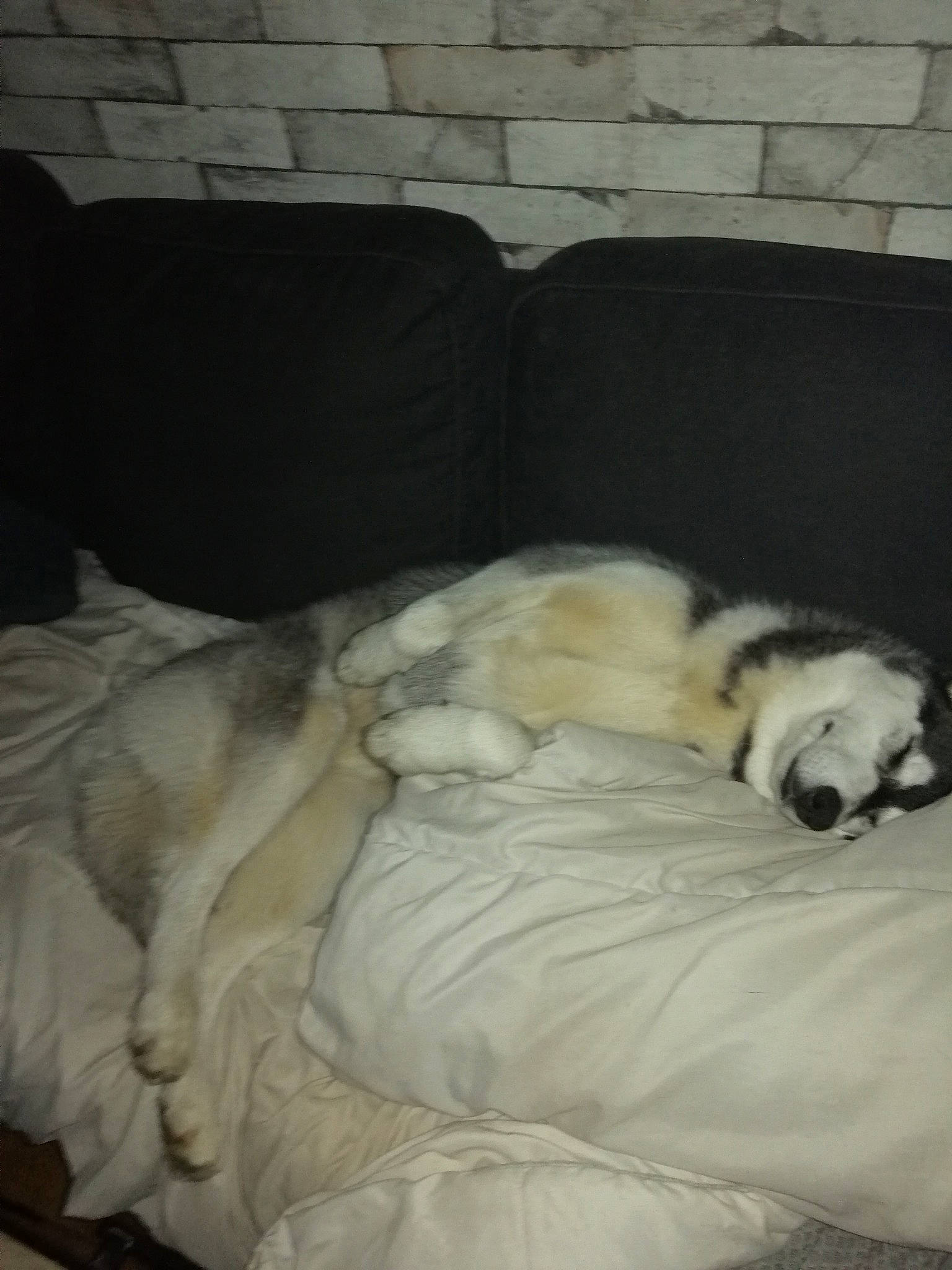 Tessy Et Lilou participe au concours pour gagner de l'argent avec cette photo : bedding, bedtime, brick, canidae, carnivore, comfort, companion_dog, dog, dog_breed, fawn, felidae, fur, linens, nap, small_to_medium_sized_cats, snout, sporting_group, tail, terrestrial_animal, whiskers