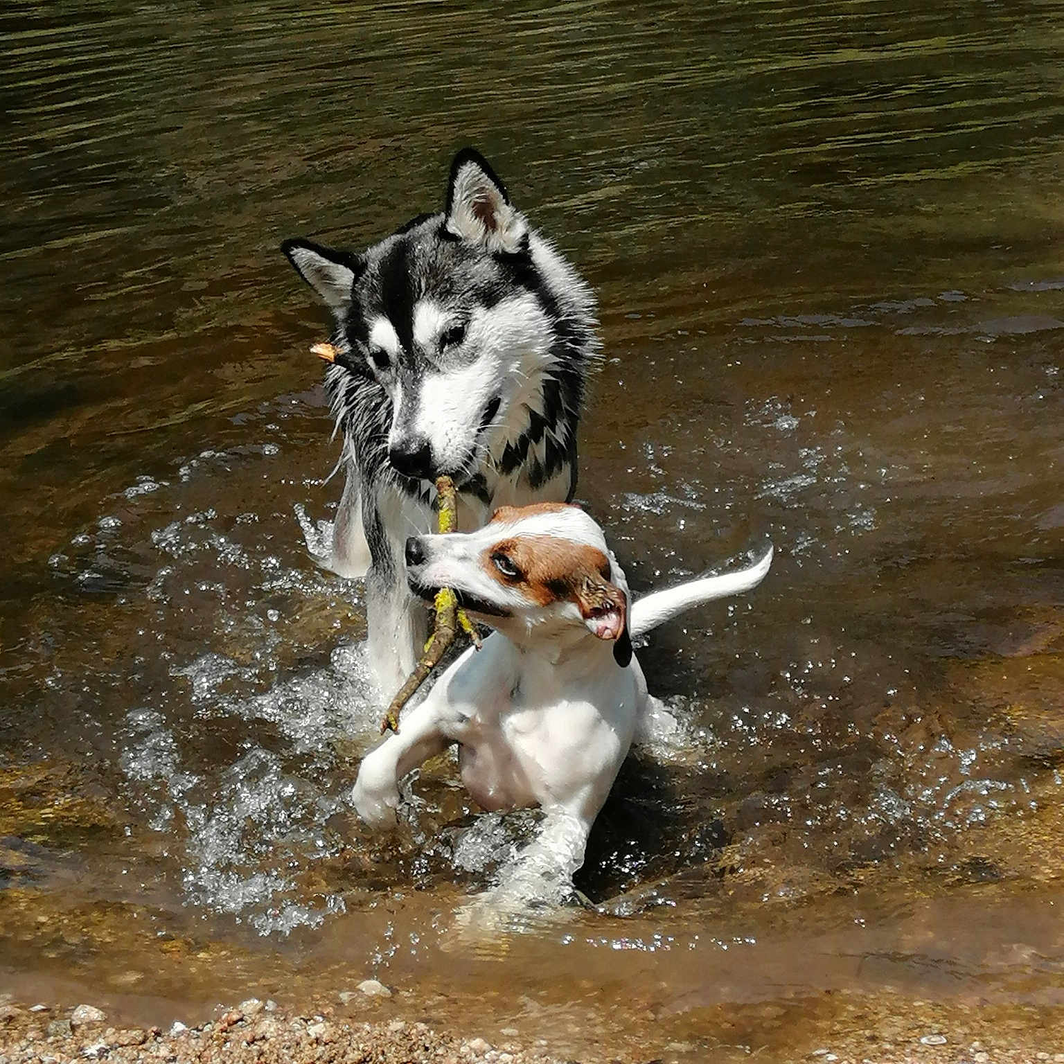Tessy Et Lilou