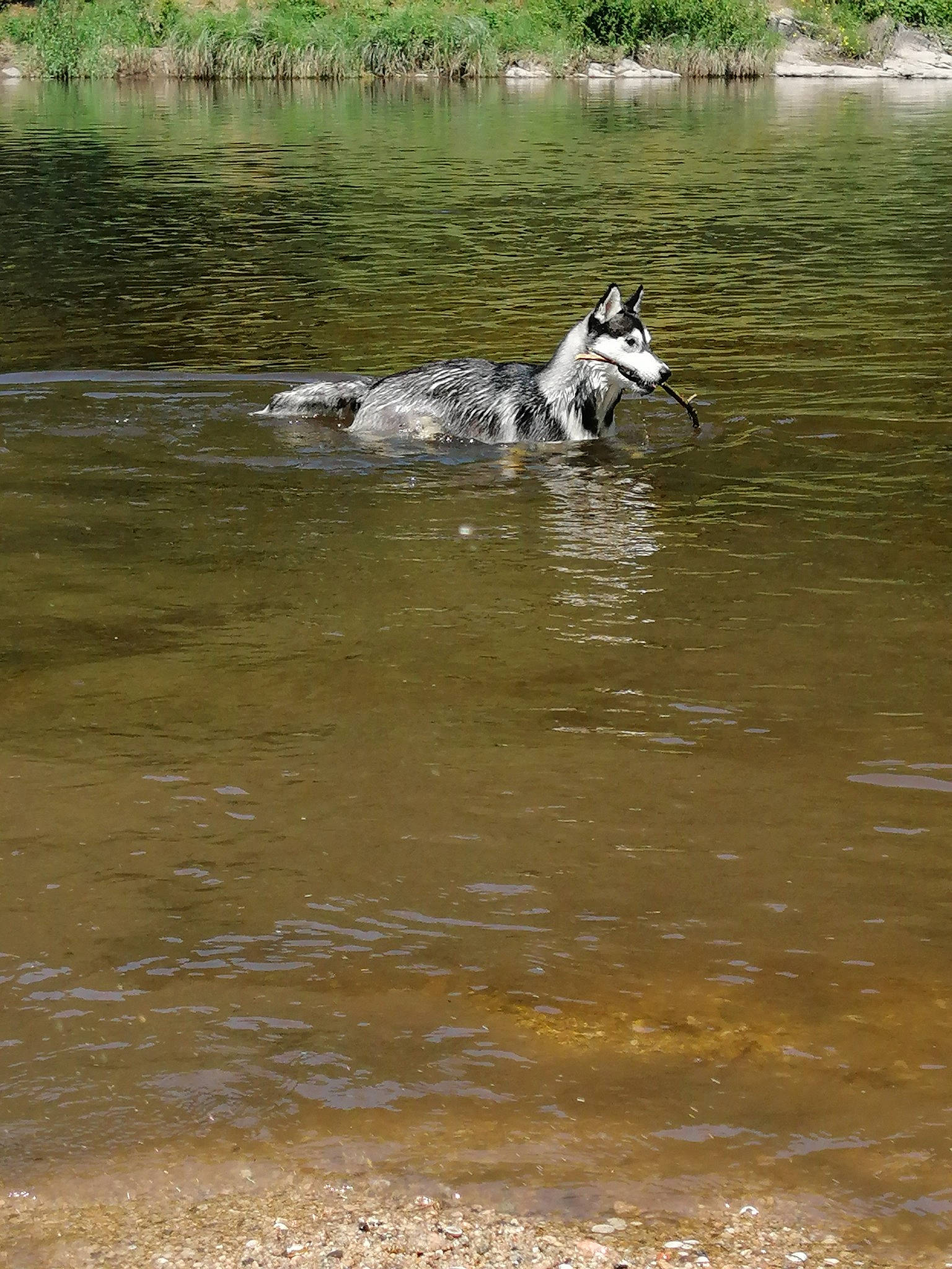 Tessy Et Lilou participe au concours pour gagner de l'argent avec cette photo : bank, canidae, carnivore, dalmatian, dog, dog_breed, fluvial_landforms_of_streams, grass, lake, liquid, recreation, reservoir, sporting_group, terrestrial_animal, tree, water, watercourse, wetland, wildlife, working_animal