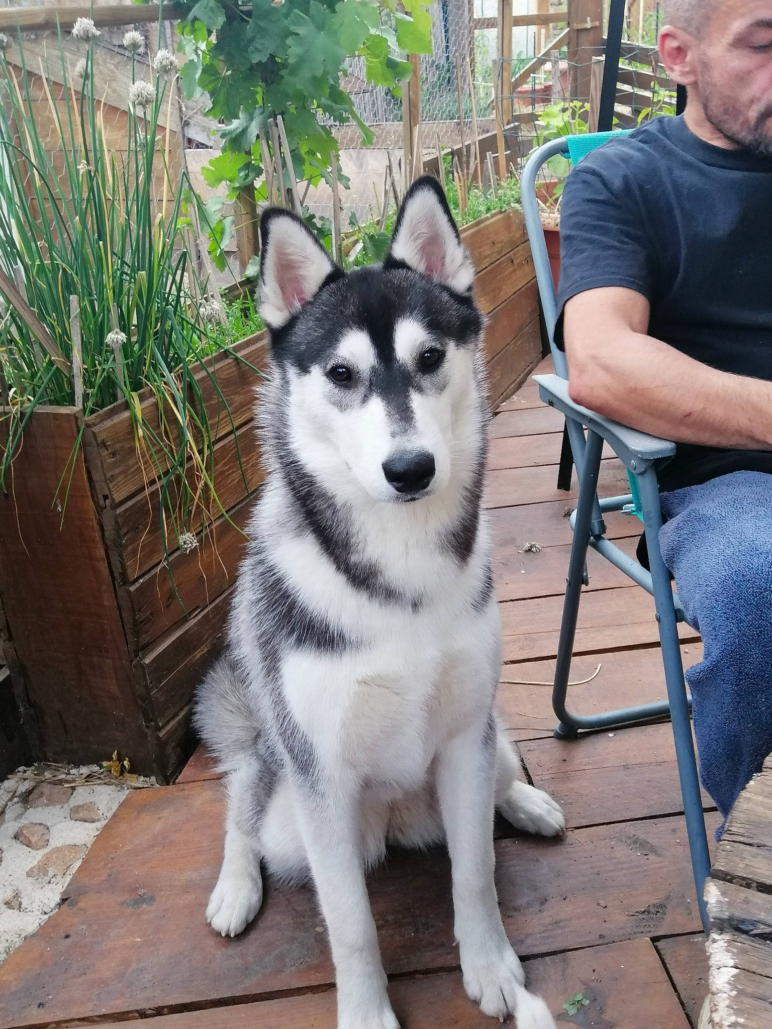 Tessy Et Lilou a rejoint le concours — aidez-le/la à gagner de superbes lots ! ancient_dog_breeds, canidae, canis, carnivore, companion_dog, dog, dog_breed, flowerpot, fur, grass, plant, siberian_husky, sled_dog, snout, sporting_group, t_shirt, terrestrial_animal, wolf, working_animal, working_dog