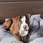 Sayane participe au concours pour gagner de l'argent avec cette photo : dog, brown, white, pet, animal, lying_down, blanket, fluffy, bed, indoors, looking_at_camera, ears, nose, paws, fur, cute, relaxed, comfortable, portrait, companion