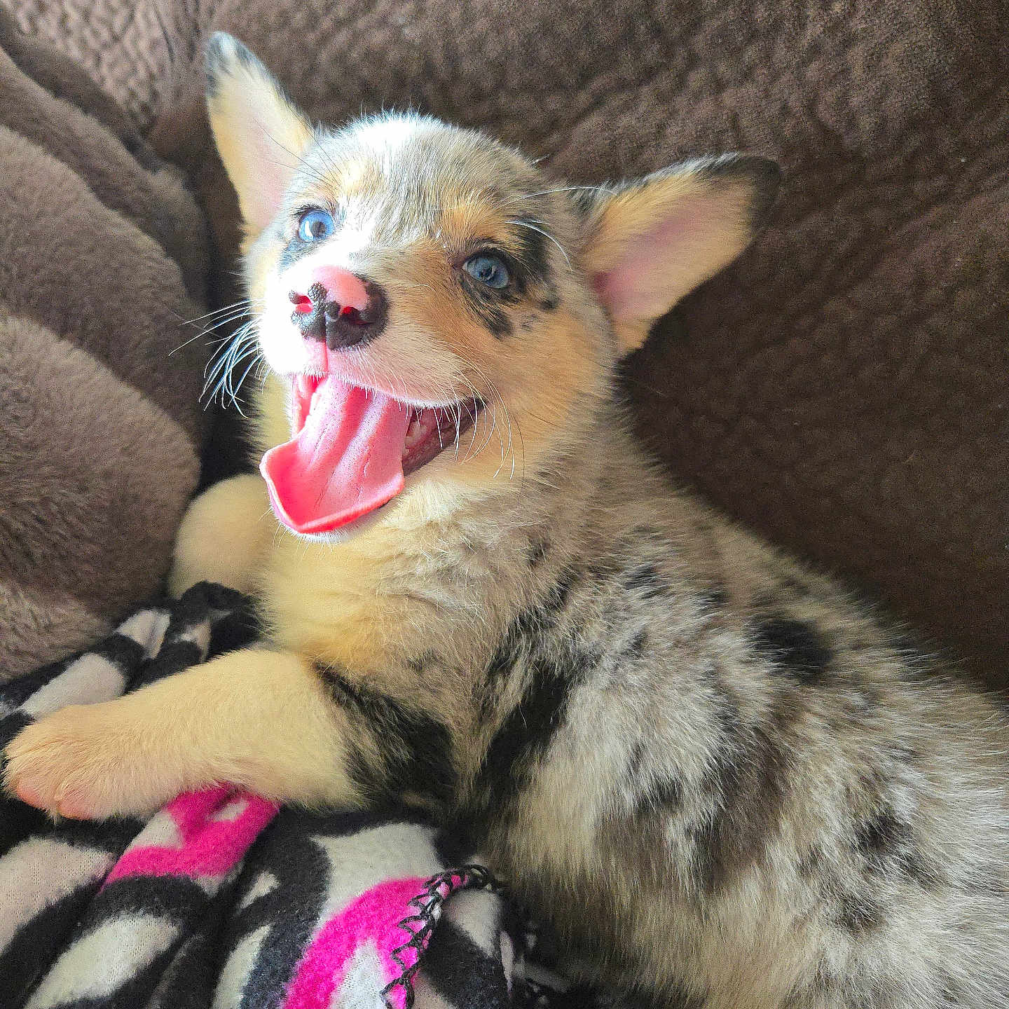 Lola joined the competition — help win amazing prizes! animal, black_spots, blanket, blue_eyes, brown, close_up, cozy, cute, dog, fleece, happy, indoor, lying_down, pet, playful, puppy, soft_texture, tongue_out, white_fur, young_dog