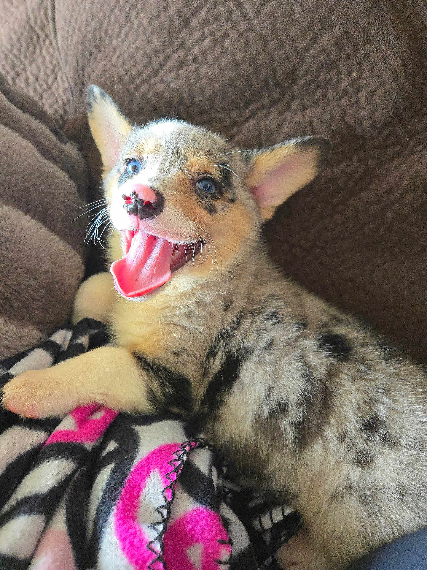 Lola