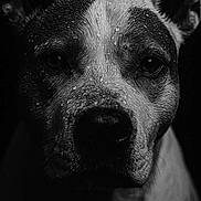 Romane a rejoint le concours — aidez-le/la à gagner de superbes lots ! dog, portrait, black_and_white, close_up, wet, animal, ears, fur, water_droplets, expression, face, pet, canine, monochrome, dark_background, intense, texture, studio_lighting, muzzle, animal_portrait
