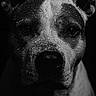 dog, portrait, black_and_white, close_up, wet, animal, ears, fur, water_droplets, expression, face, pet, canine, monochrome, dark_background, intense, texture, studio_lighting, muzzle, animal_portrait