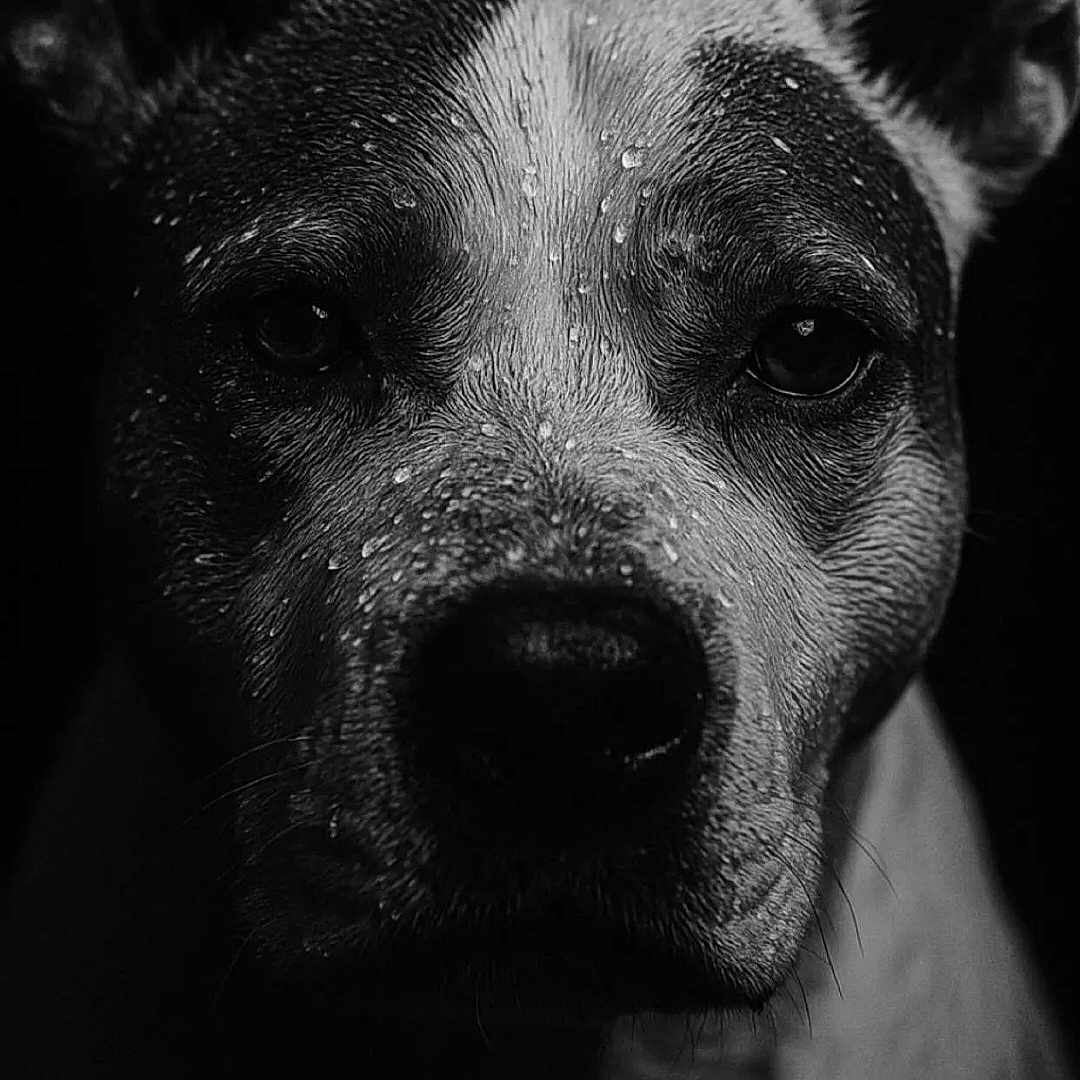 Romane a rejoint le concours — aidez-le/la à gagner de superbes lots ! dog, portrait, black_and_white, close_up, wet, animal, ears, fur, water_droplets, expression, face, pet, canine, monochrome, dark_background, intense, texture, studio_lighting, muzzle, animal_portrait