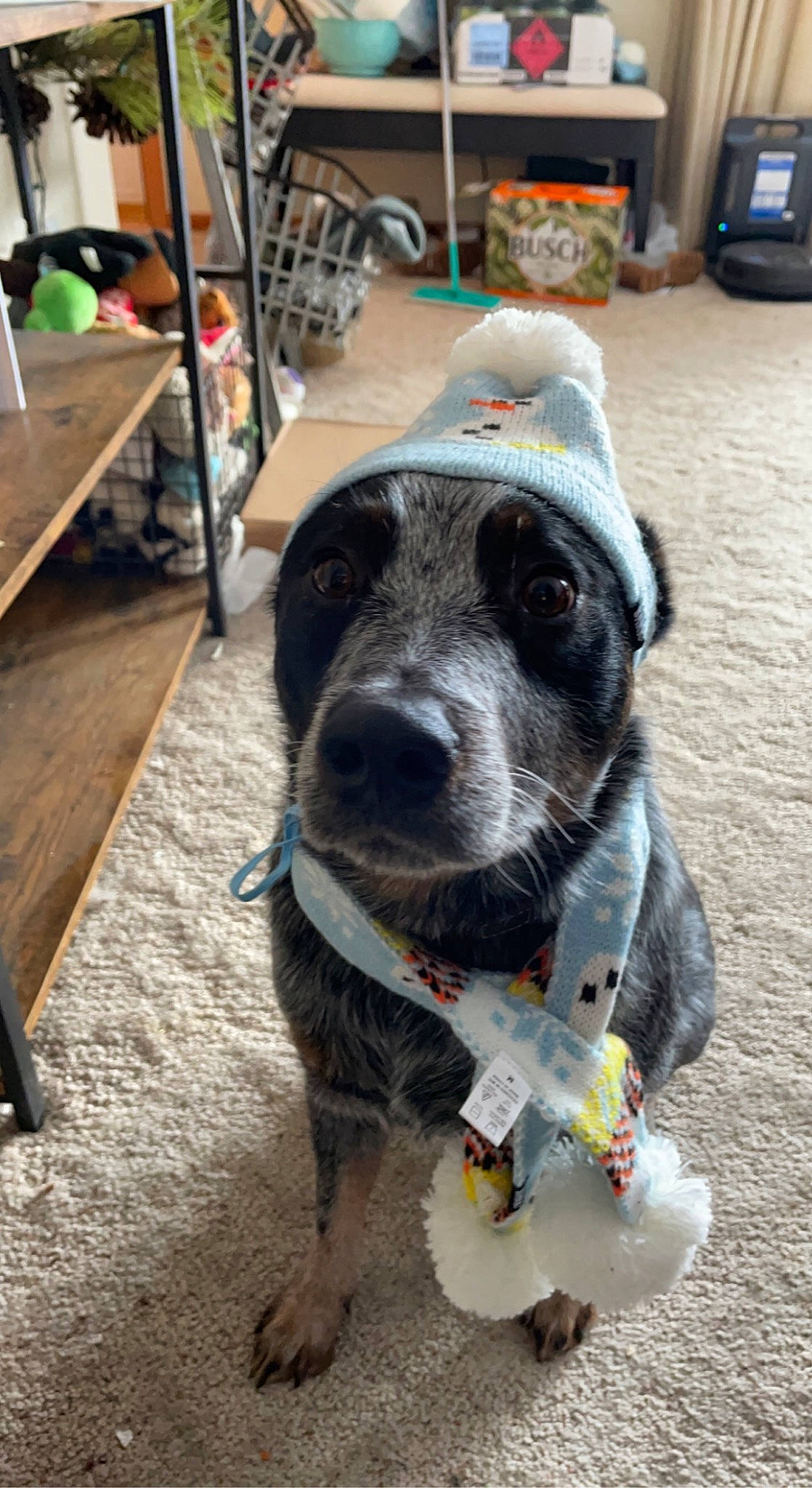Waylon joined the competition — help win amazing prizes! australian_cattle_dog, bookcase, canidae, carnivore, chair, collar, companion_dog, dog, dog_breed, dog_collar, fawn, flooring, fur, leash, shelf, snout, sporting_group, whiskers, working_animal, working_dog
