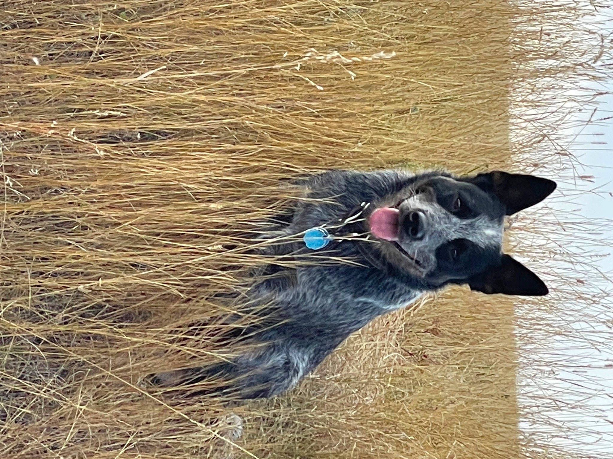 Waylon joined the competition — help win amazing prizes! canidae, carnivore, collar, dog, dog_breed, dog_supply, electric_blue, felidae, fur, grass, snout, sporting_group, tail, water, whiskers, wildlife, working_animal