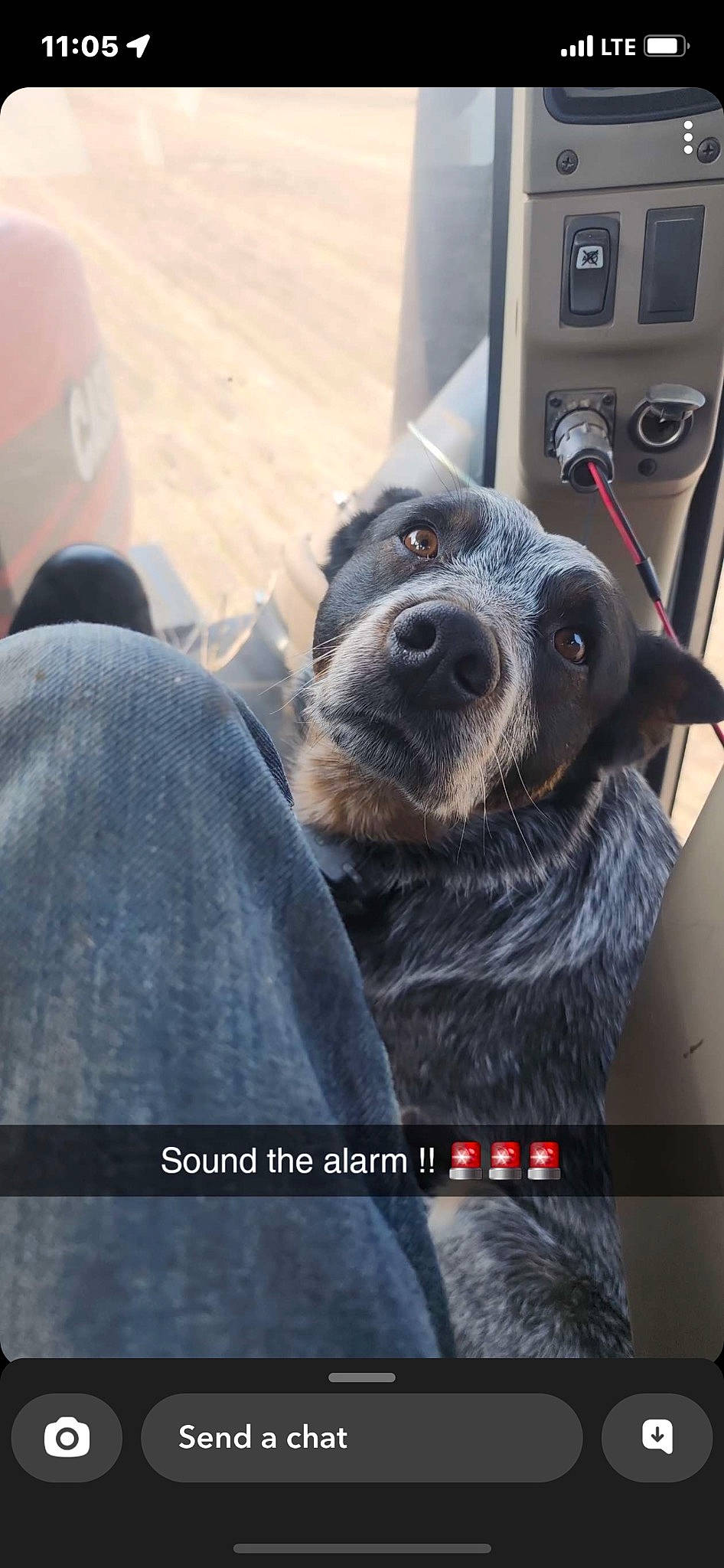 Waylon joined the competition — help win amazing prizes! auto_part, automotive_tire, canidae, carnivore, companion_dog, dog, dog_breed, font, fur, photo_caption, sitting, snout, sporting_group, terrestrial_animal, whiskers, working_animal