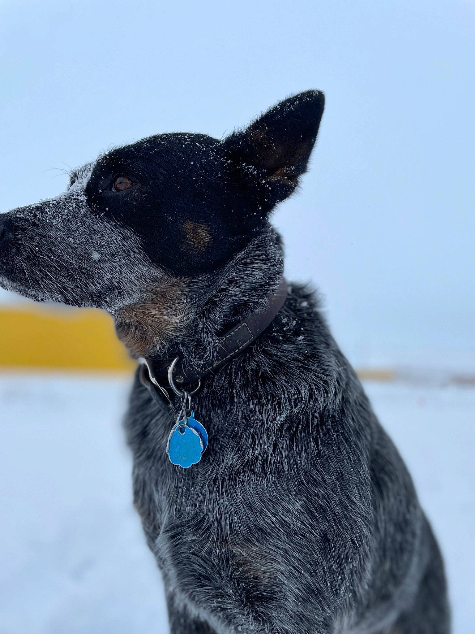 Waylon joined the competition — help win amazing prizes! canidae, carnivore, collar, companion_dog, dog, dog_breed, dog_collar, dog_supply, electric_blue, fur, guard_dog, pet_supply, sky, snout, snow, sporting_group, whiskers, winter, working_animal, working_dog