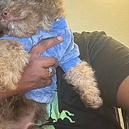 Pikachu is registered to the contest to win money with this photo: dog, puppy, brown_fur, blue_sweater, hand, ring, person, dreadlocks, lamp, indoor, table, portrait, cozy, fluffy, collar, holding, arm, wall, clothing, casual