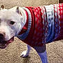 Cristyle is registered to the contest to win money with this photo: animal, canine, carpet, companion, cozy, cute, dog, domestic, ears, festive, fur, holiday, indoor, looking_sideways, mouth_open, pet, red_sweater, standing, sweater, white_dog