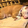 Cristyle is registered to the contest to win money with this photo: animal, blanket, brown, canine, carpet, collar, comfort, cozy, dog, fur, home, indoor, paw, peaceful, pet, quiet, relaxation, resting, sleeping, white