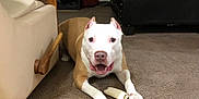 Cristyle is registered to the contest to win money with this photo: bone, brown_and_white, canine, carpet, chew_toy, dog, domestic_animal, ears, floor, front_paws, furniture, happy, household, indoor, living_room, mouth_open, pet, playful, recliner, sofa