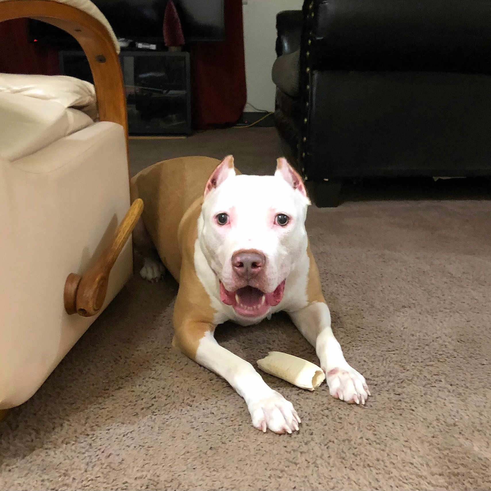 Cristyle is registered to the contest to win money with this photo: bone, brown_and_white, canine, carpet, chew_toy, dog, domestic_animal, ears, floor, front_paws, furniture, happy, household, indoor, living_room, mouth_open, pet, playful, recliner, sofa