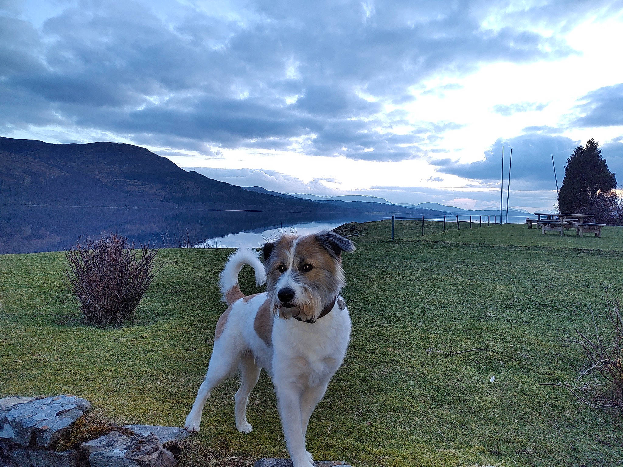 Harry is registered to the contest to win money with this photo: carnivore, cloud, collar, companion_dog, cumulus, dog, dog_breed, dog_collar, fawn, grass, grassland, horizon, landscape, mountain, plant, sky, sporting_group, tree, water, working_animal