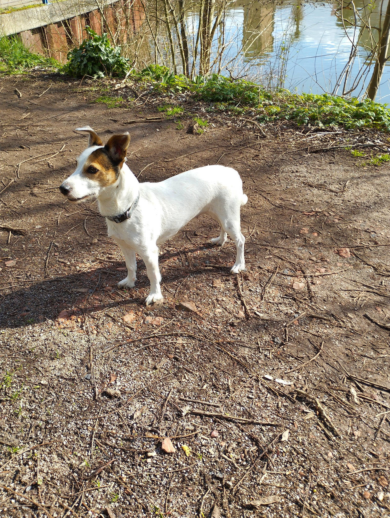 Jadou participe au concours pour gagner de l'argent avec cette photo : ancient_dog_breeds, canidae, carnivore, companion_dog, dog, dog_breed, fawn, grass, hunting_dog, irishjacks, non_sporting_group, plant, snout, soil, sporting_group, tail, terrestrial_animal, terrier, water, working_animal