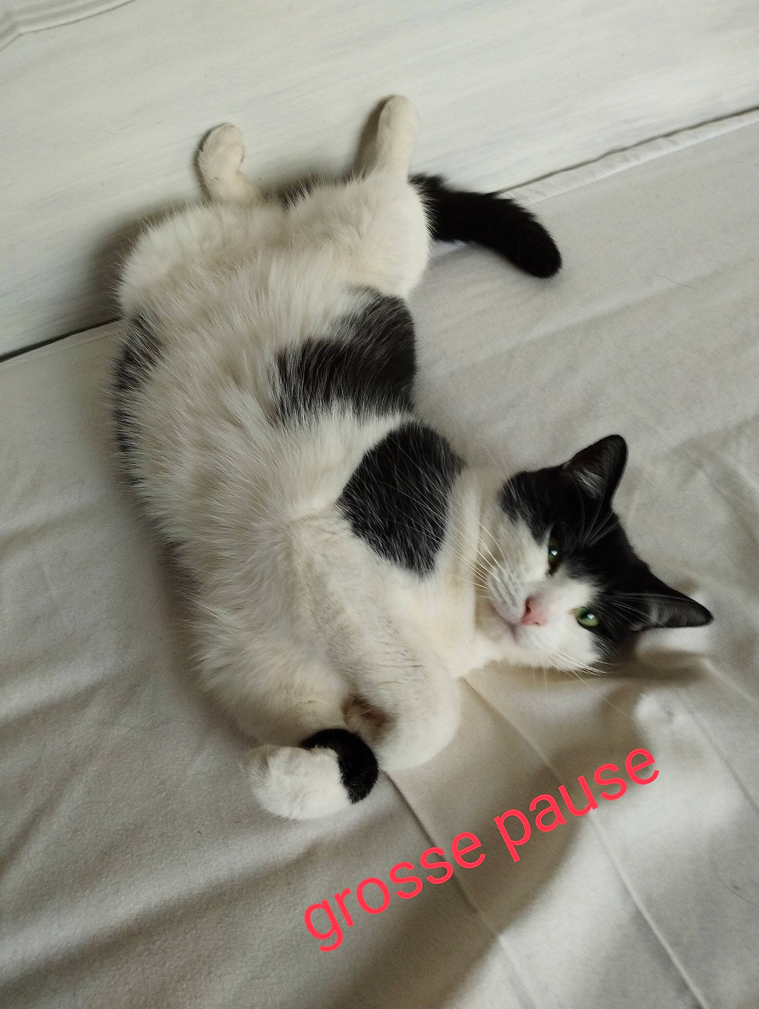 Réglisse a rejoint le concours — aidez-le/la à gagner de superbes lots ! carnivore, cat, claw, comfort, domestic_short_haired_cat, felidae, flooring, foot, fur, linens, monochrome_photography, paw, small_to_medium_sized_cats, snout, tail, terrestrial_animal, whiskers