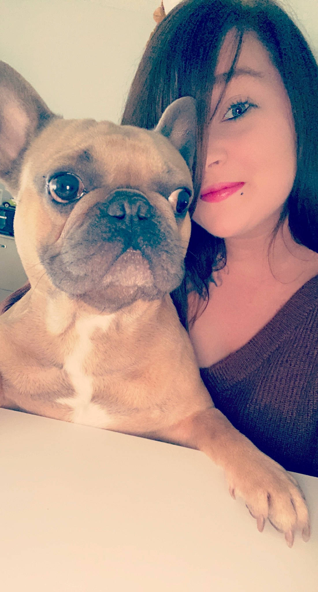 Nanouk a rejoint le concours — aidez-le/la à gagner de superbes lots ! bulldog, carnivore, comfort, companion_dog, dog, dog_breed, ear, eye, eyelash, face, fawn, gesture, hair, happy, head, iris, nose, skin, whiskers, wrinkle