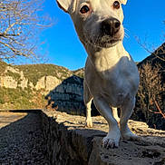 Ibiza participe au concours pour gagner de l'argent avec cette photo : dog, white_dog, outdoor, nature, stone_wall, mountains, blue_sky, sunlight, animal, pet, curious, close_up, snout, ears, paws, daytime, tree, shadow, landscape, canine